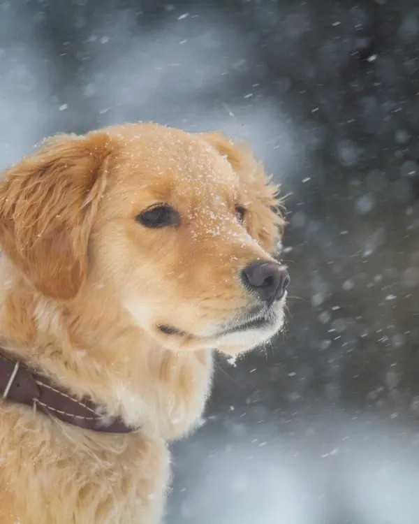 First snow. Immediate and strongly held opinions.
